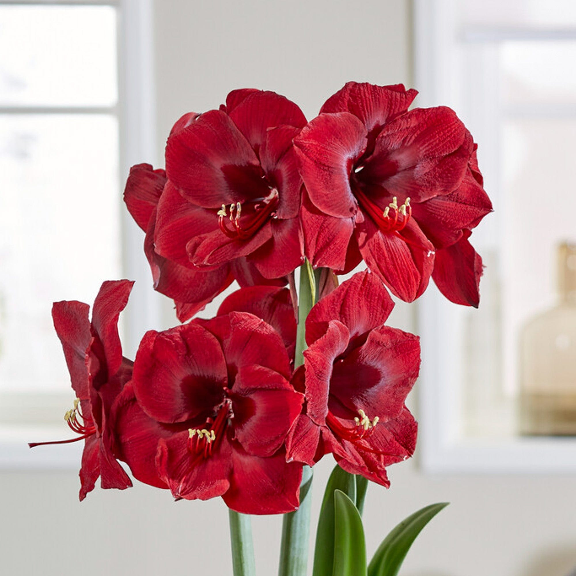 Amaryllis 'Mandela'